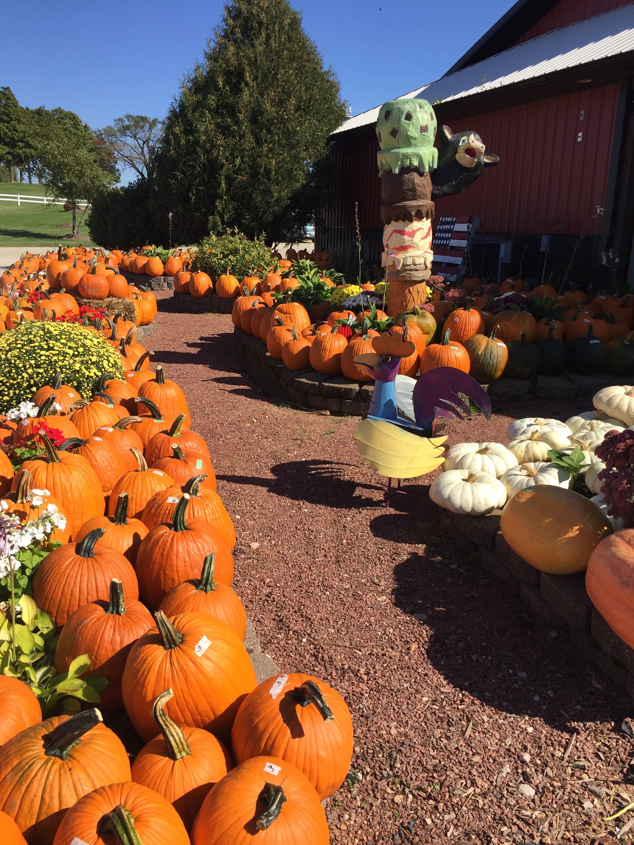 Pumpkin Patch