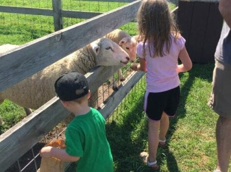 Take a Walk on the Wild(ish) Side: Enjoying Experiences with Animals in Door County