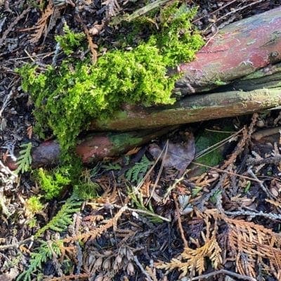 Dense foliage and moss at Newport State Park